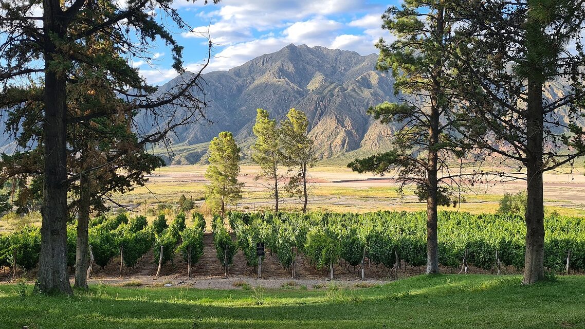 viñedo en mendoza, vinos argentinos